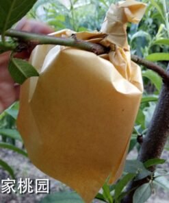 Fruit bag wholesale set loquat set set pear set peach set citrus set pomelo lemon factory direct sales insect tree bagging