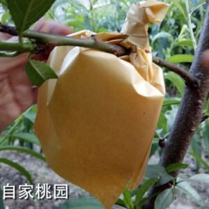 Fruit bag wholesale set loquat set set pear set peach set citrus set pomelo lemon factory direct sales insect tree bagging