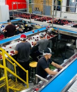 Commercial vegetable and fruit bubble washing line in a China food processing factory
