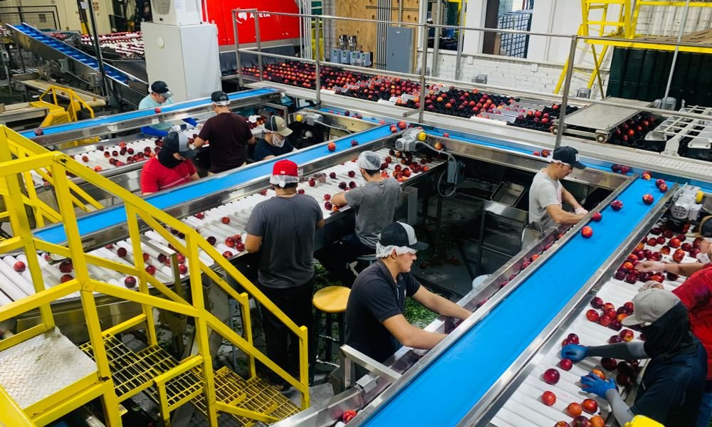 Commercial vegetable and fruit bubble washing line in a China food processing factory