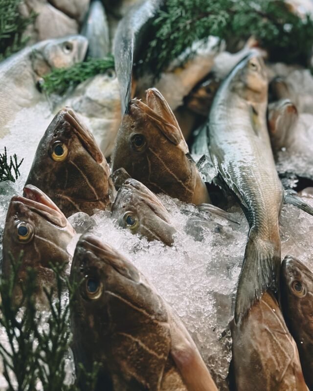 Fresh whole fish kept cold on a bed of crushed ice