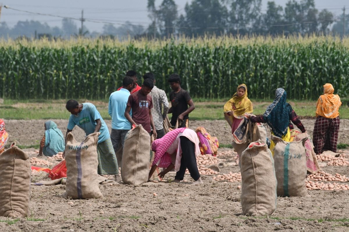 Farm workers harvesting potatoes into sacks in a field in Bangladesh