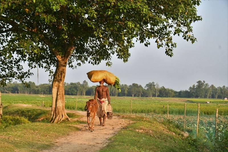 A farmer walking with a cow and crops on a rural path in Rangpur, Bangladesh