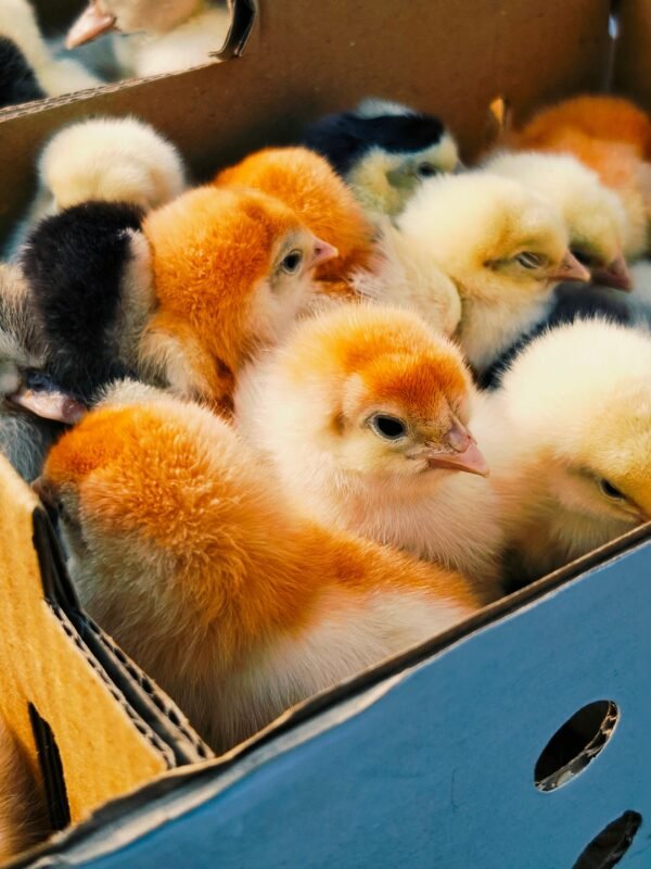 Day-old poultry chicks packed in a cardboard transport box