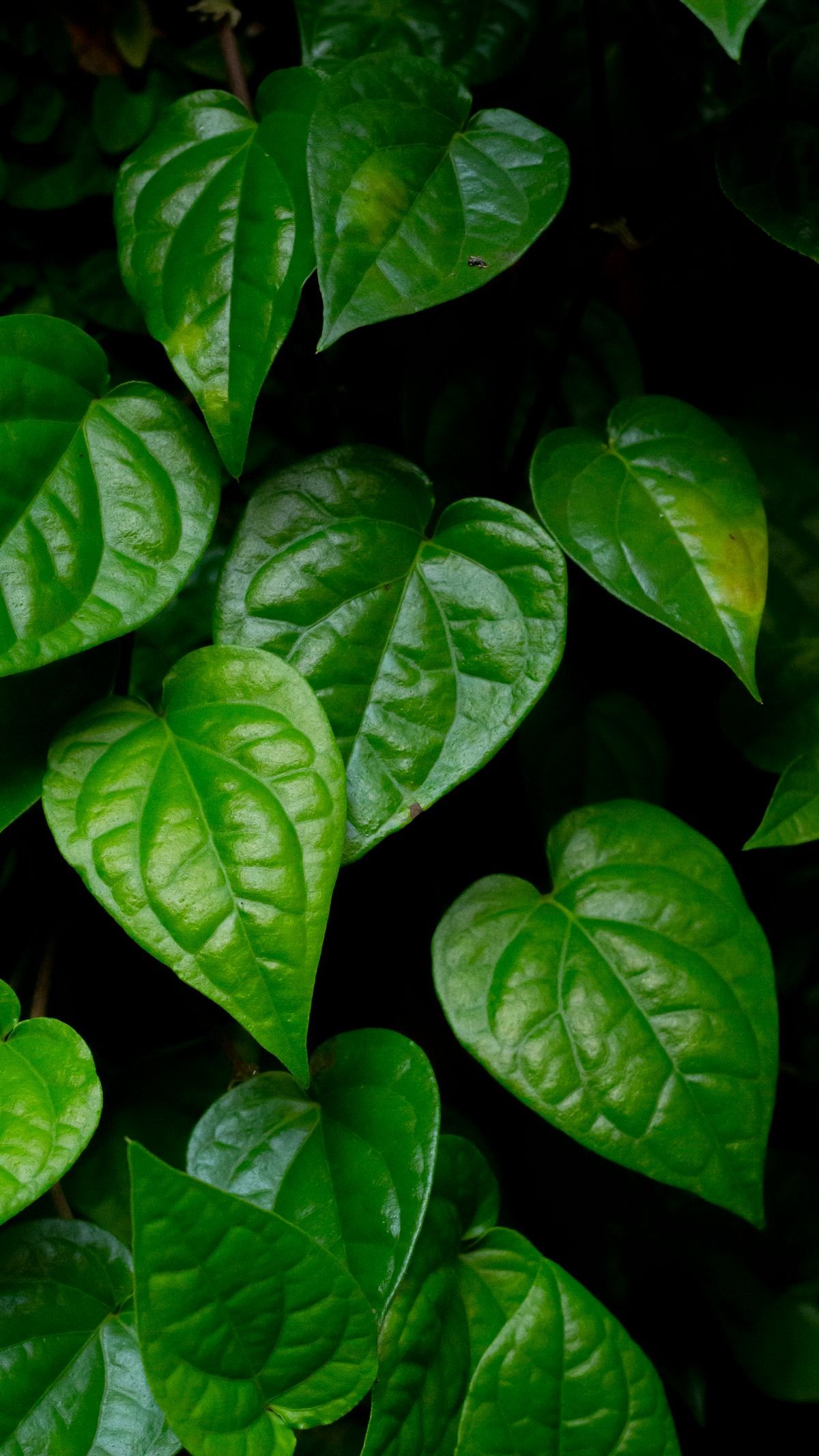 Close-up of fresh green betel leaves growing on the vine