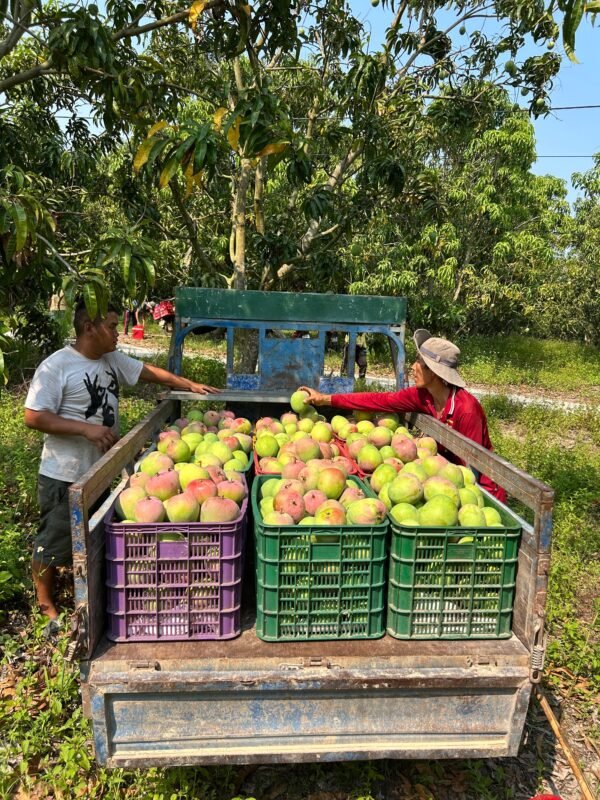 Farmers loading crates of freshly harvested mangoes onto a truck in an orchard