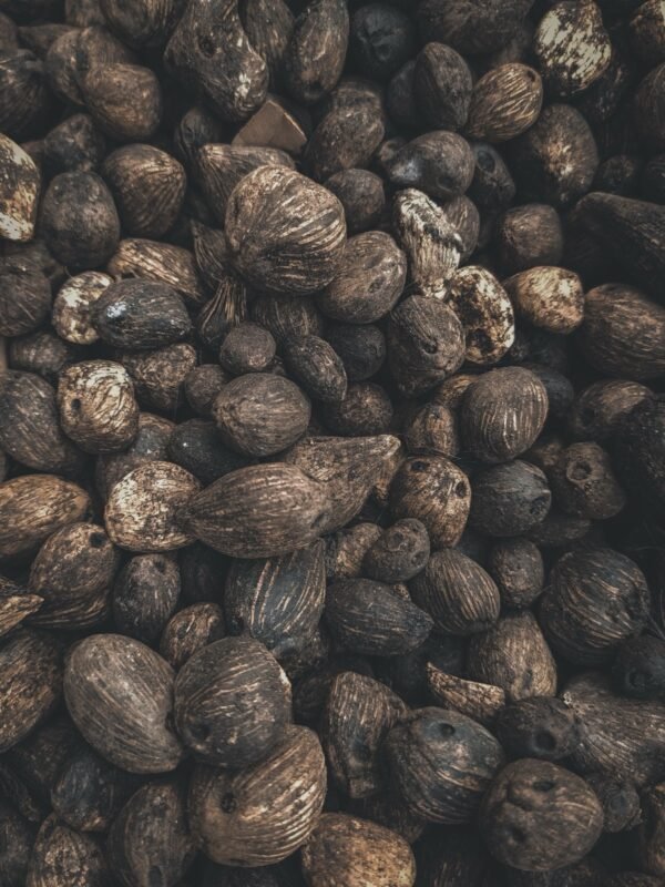 Pile of Dried Betel (Areca) Nuts