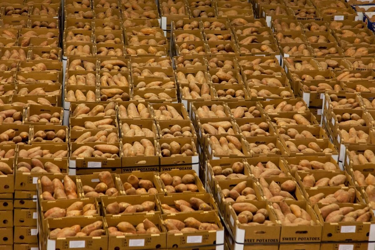 Cartons of sweet potatoes stacked in a storage facility
