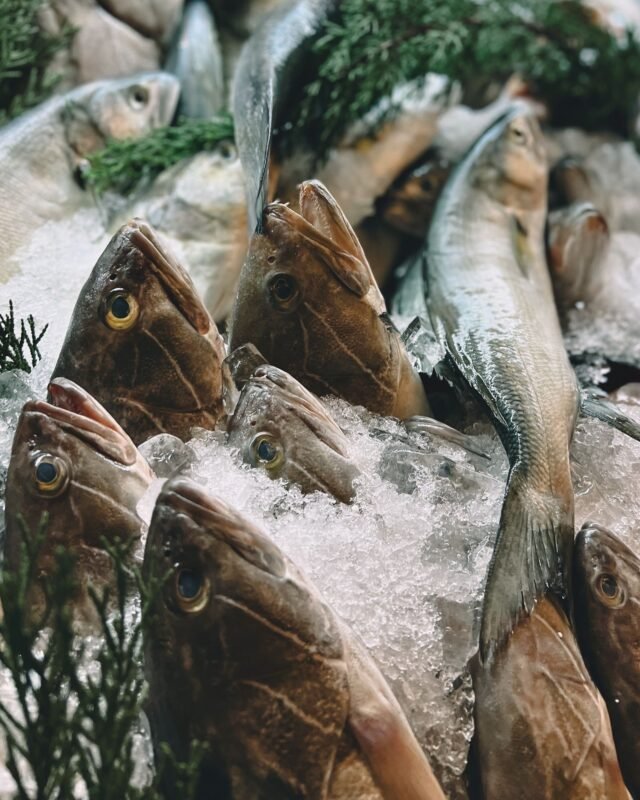 Whole fresh fish laid out on crushed ice at a market