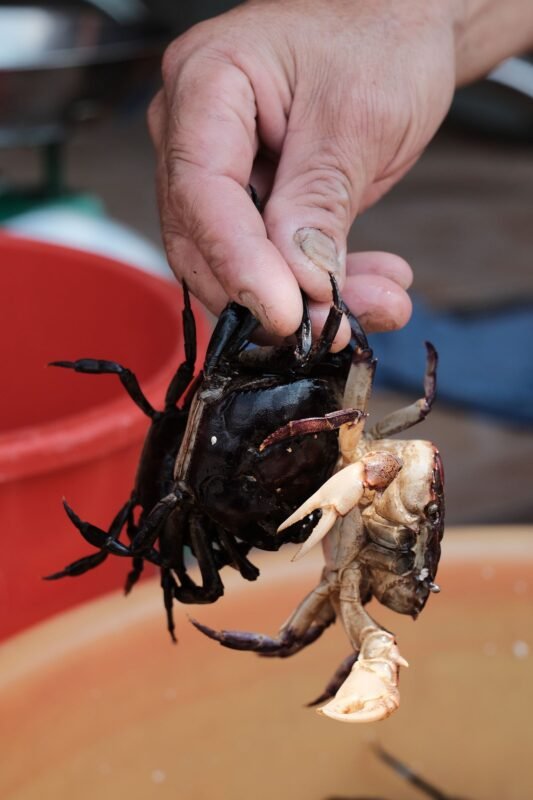 Live mud crabs held by hand