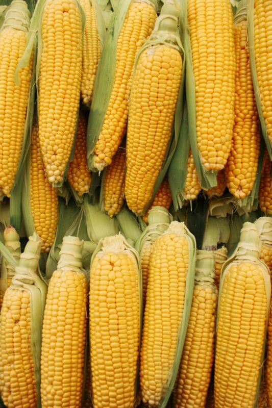 Freshly harvested sweet corn cobs with husks