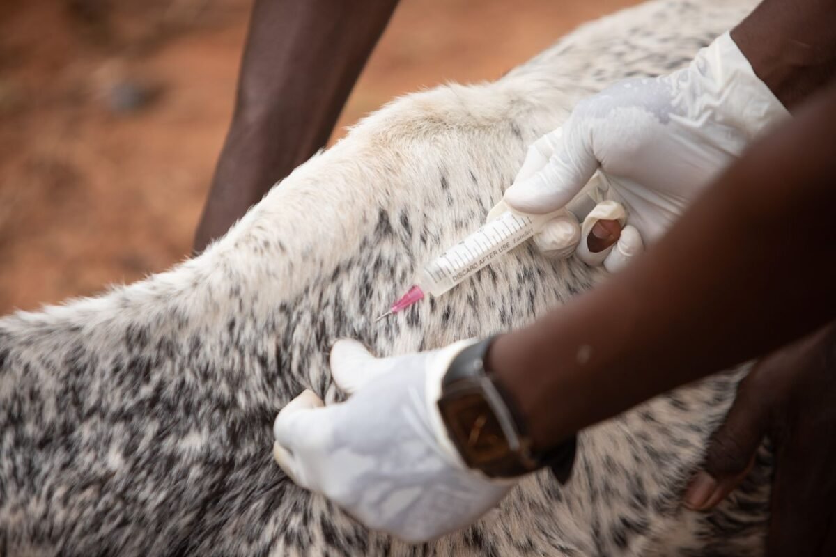 Veterinarian in gloves injecting a vaccine into a livestock animal