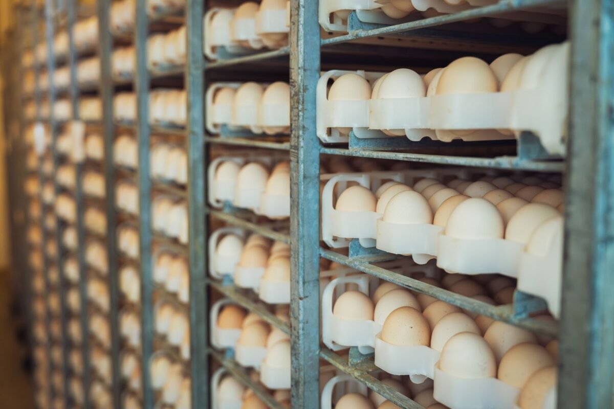 Fresh eggs arranged in trays on an industrial collection rack
