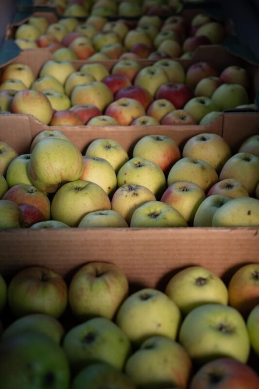 Imported apples packed in cardboard cartons