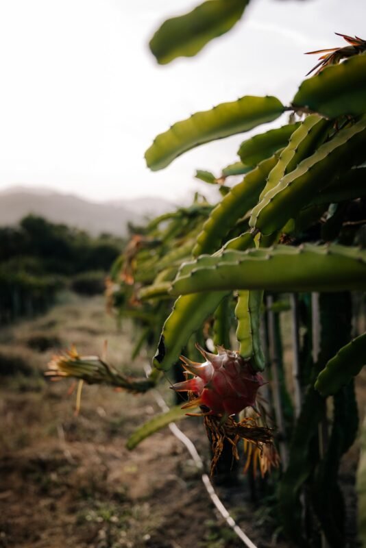 Dragon Fruit Ripening on the Plant in an Orchard