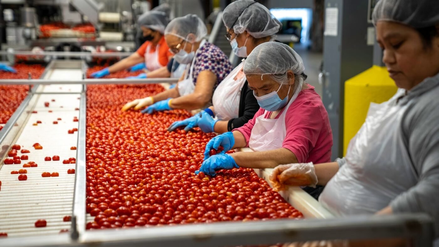 Workers grading fresh produce on a packhouse line
