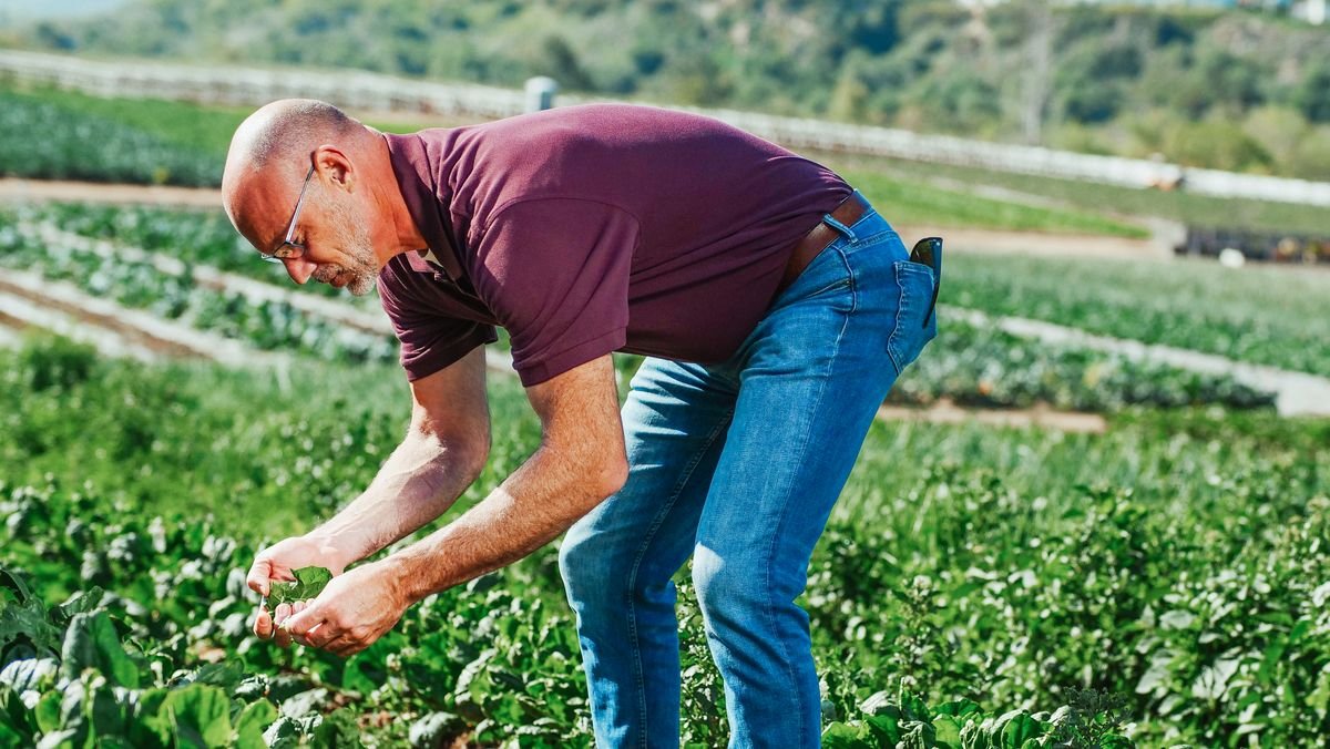 Farmer harvesting fresh spinach leaves in a field