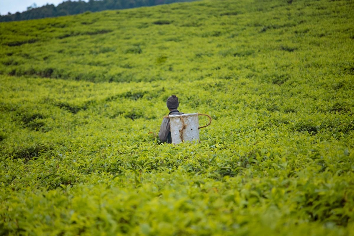 Worker harvesting tea leaves in a plantation for export