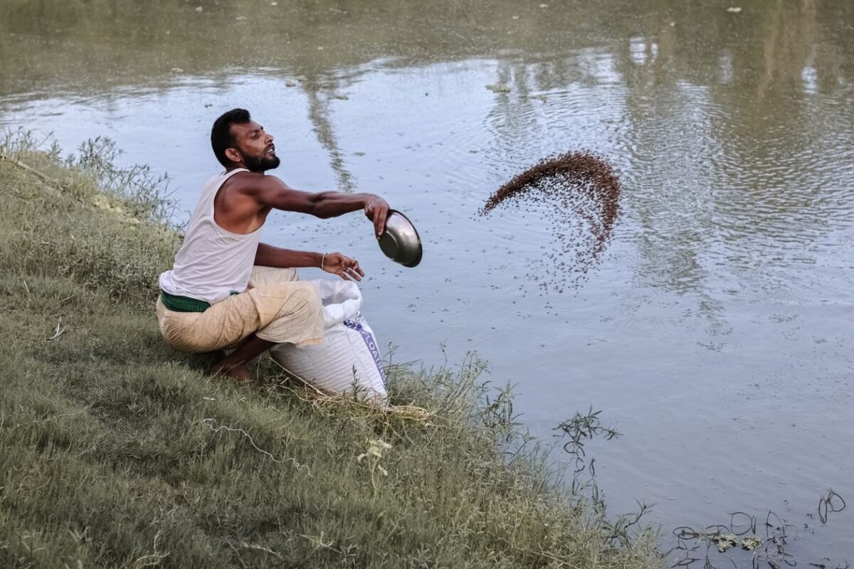 Fish farmer throwing feed pellets into a pond in Bangladesh