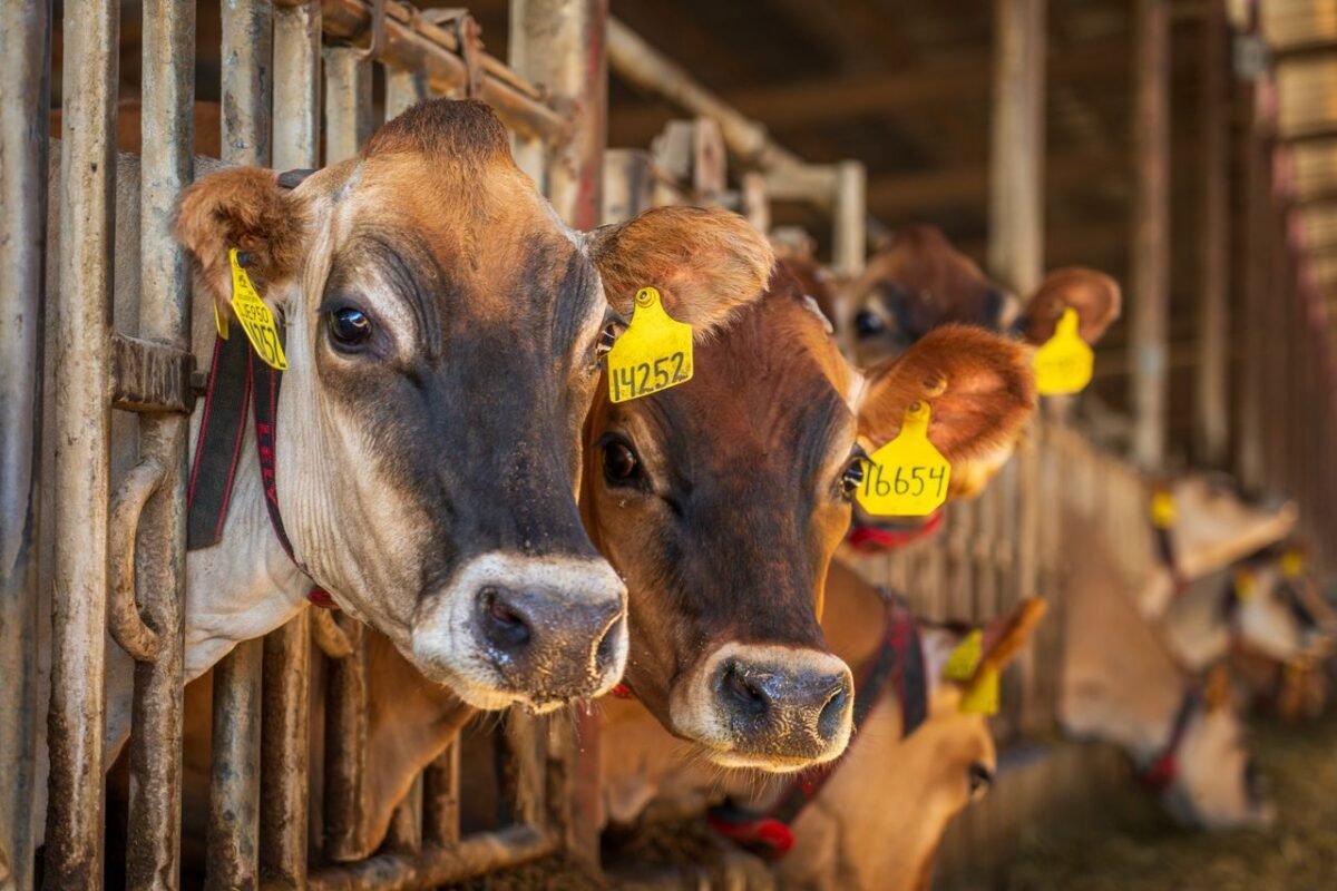 Dairy cows with ear tags in a barn, the end users of an AI semen cold chain