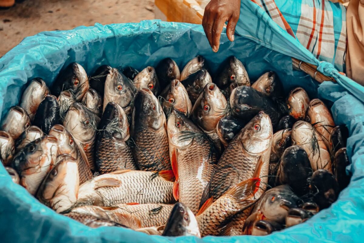Fresh rui carp fish in a market basin in Dhaka