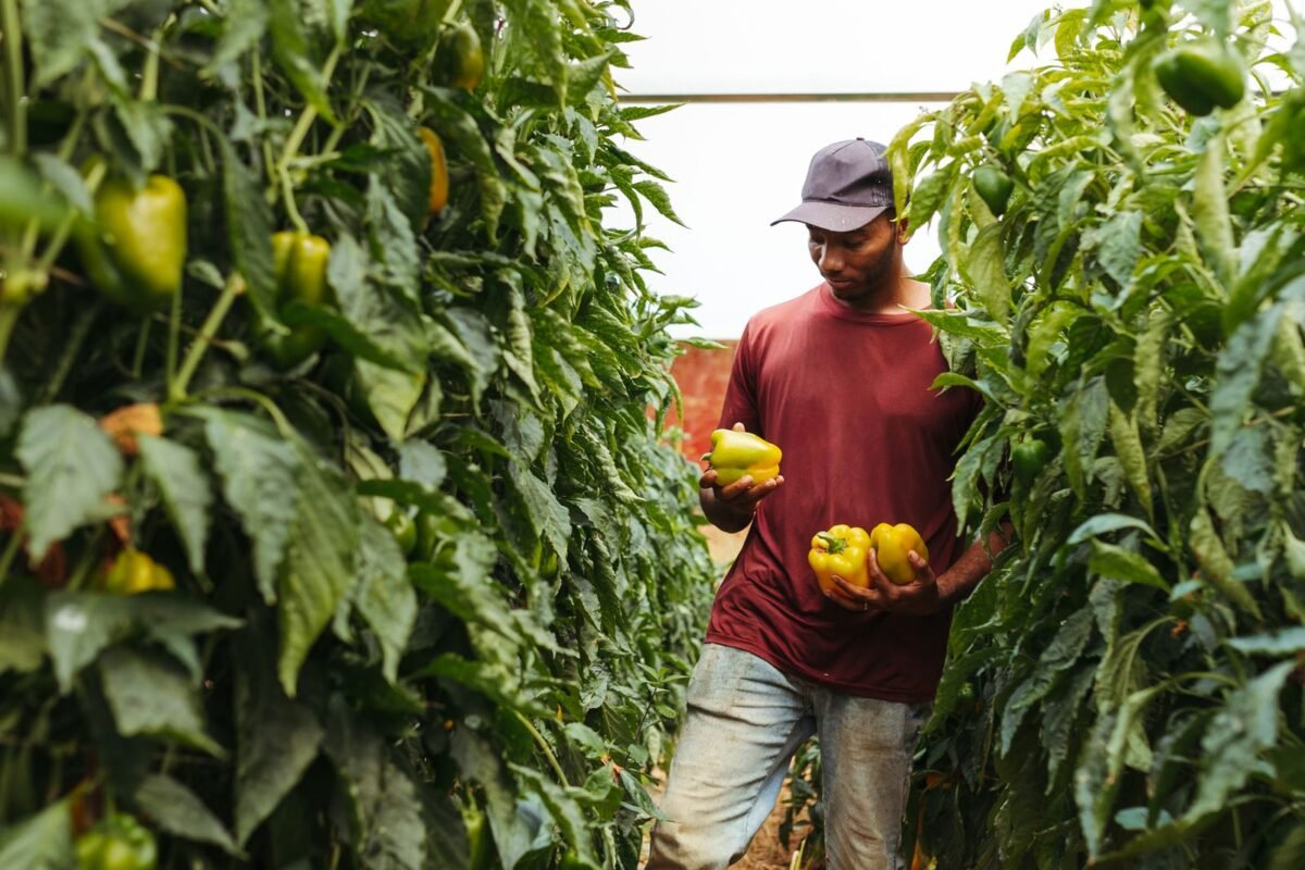 Grower harvesting yellow capsicum in a polyhouse