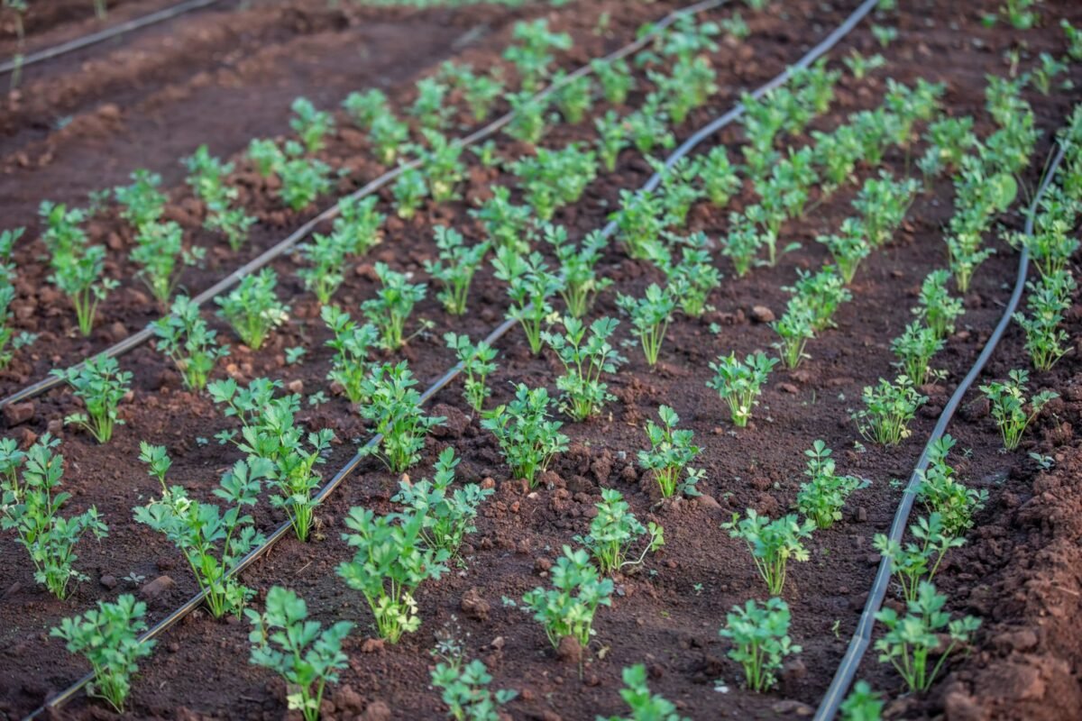 Drip irrigation lines running between rows of young vegetable plants