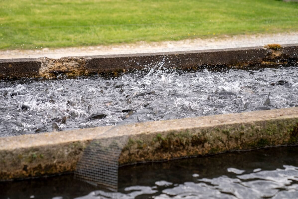 Fish crowding in a hatchery raceway tank
