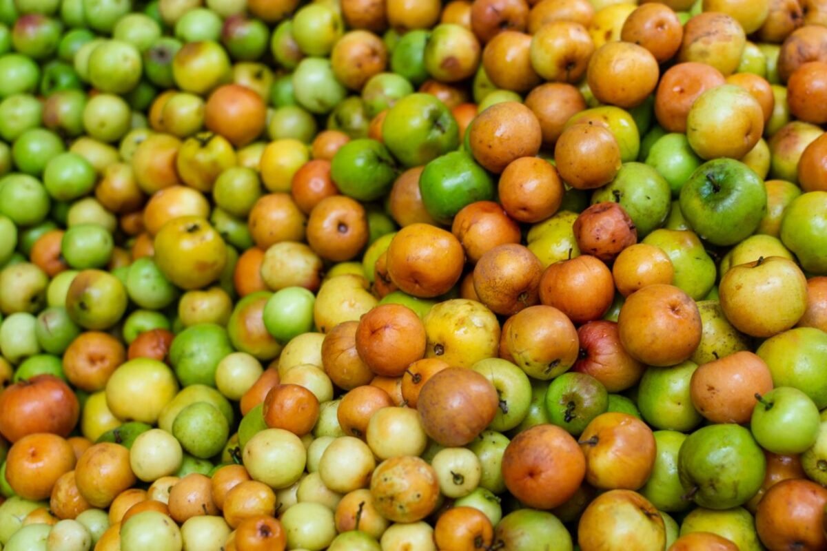 Fresh boroi kul jujube fruits piled at a Dhaka market
