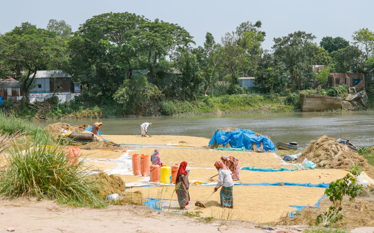 Villagers drying paddy on tarpaulins beside a river in Bangladesh