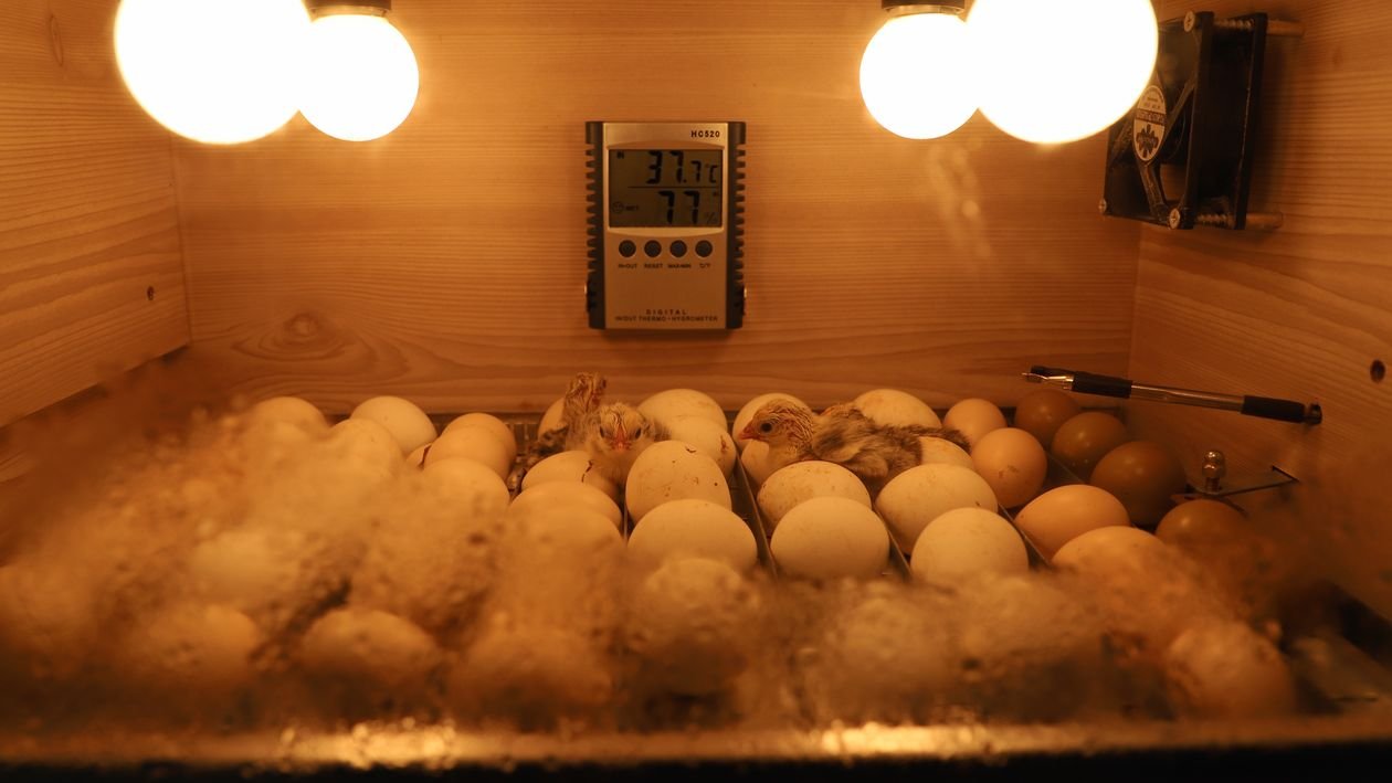 Eggs and newly hatched chicks inside a temperature-controlled incubator