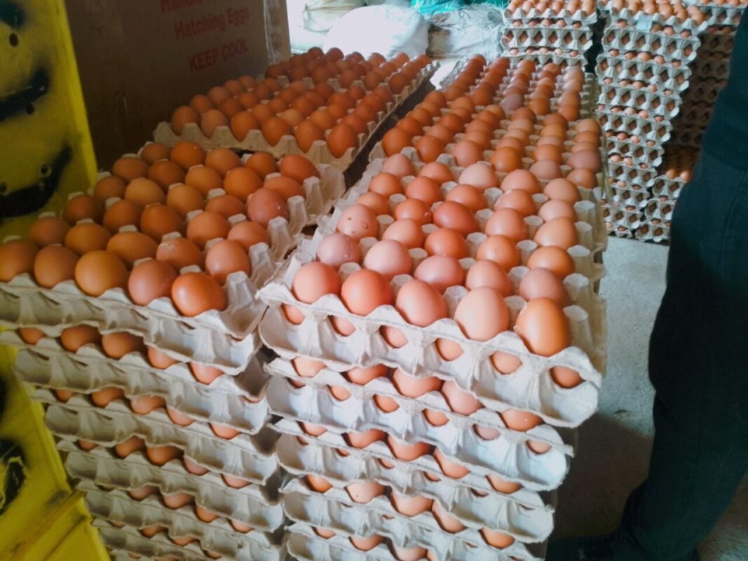 Stacks of grey paper pulp egg trays filled with brown eggs at a wholesale egg market