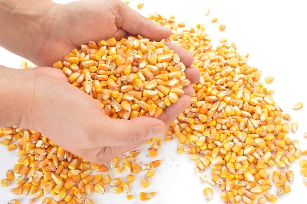 Hands holding dried maize kernels used for animal feed