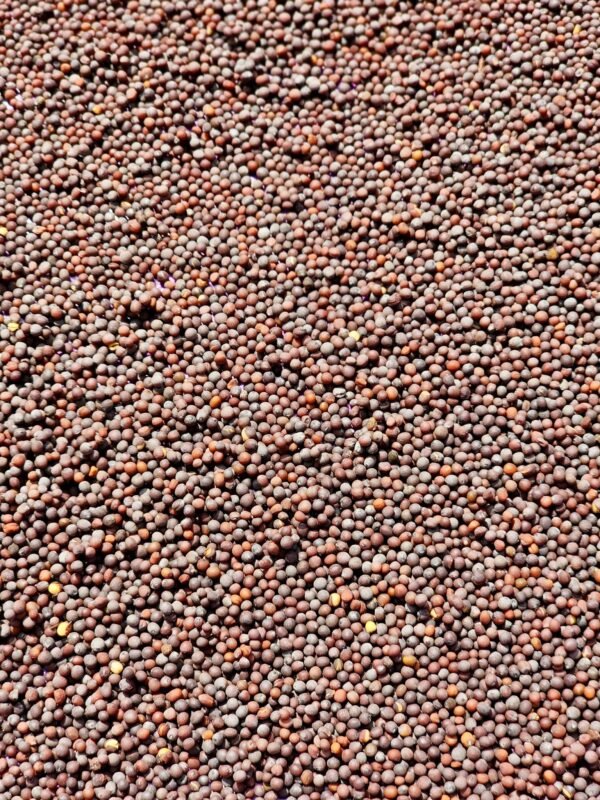 Close-up of dry brown mustard seeds spread out in the sun before oil pressing