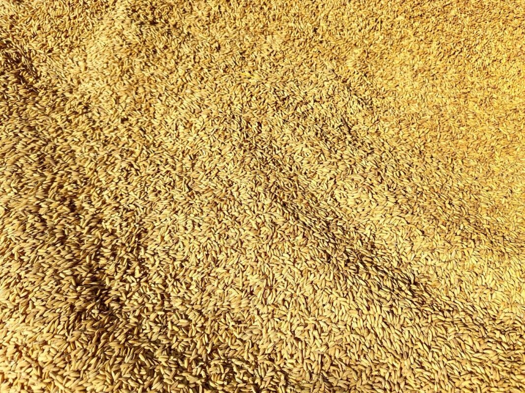 Freshly harvested paddy grain spread out for drying