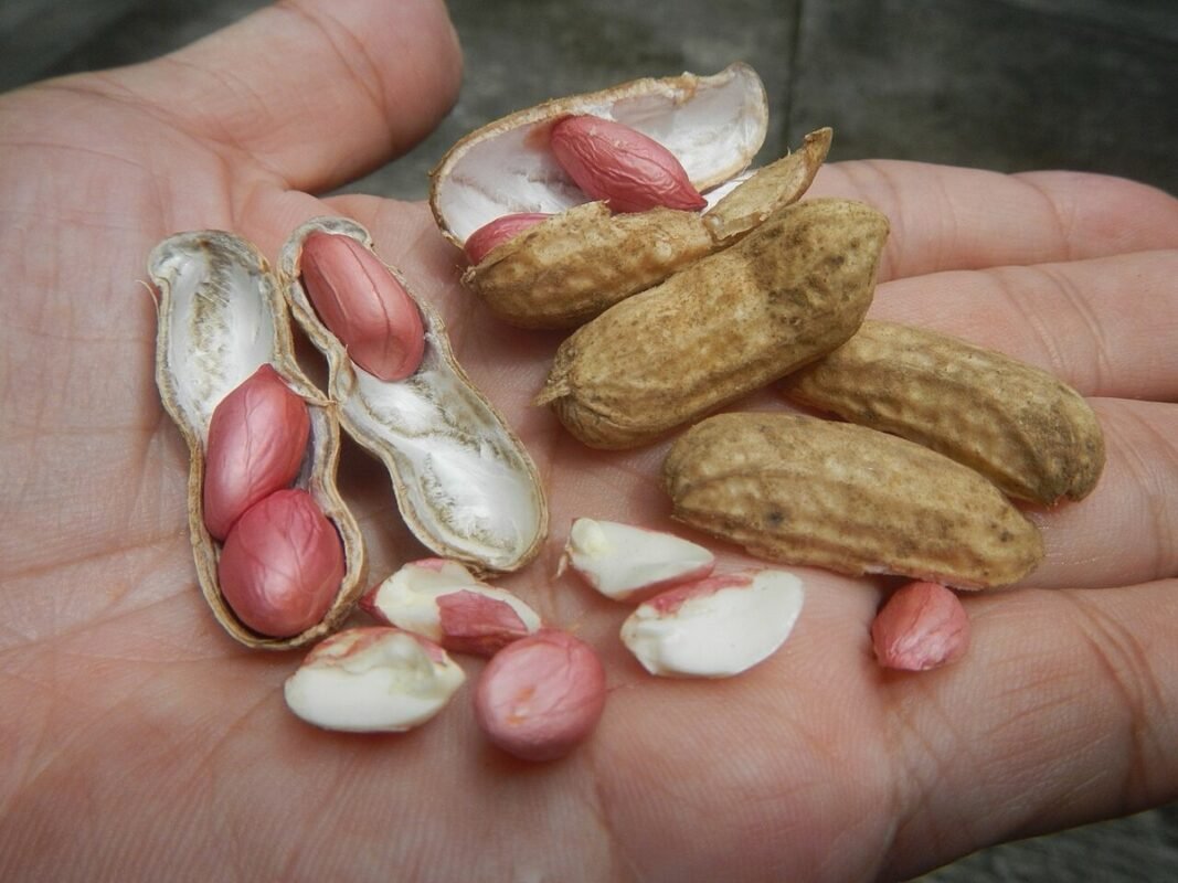 Raw peanuts in shell and shelled red-skinned kernels